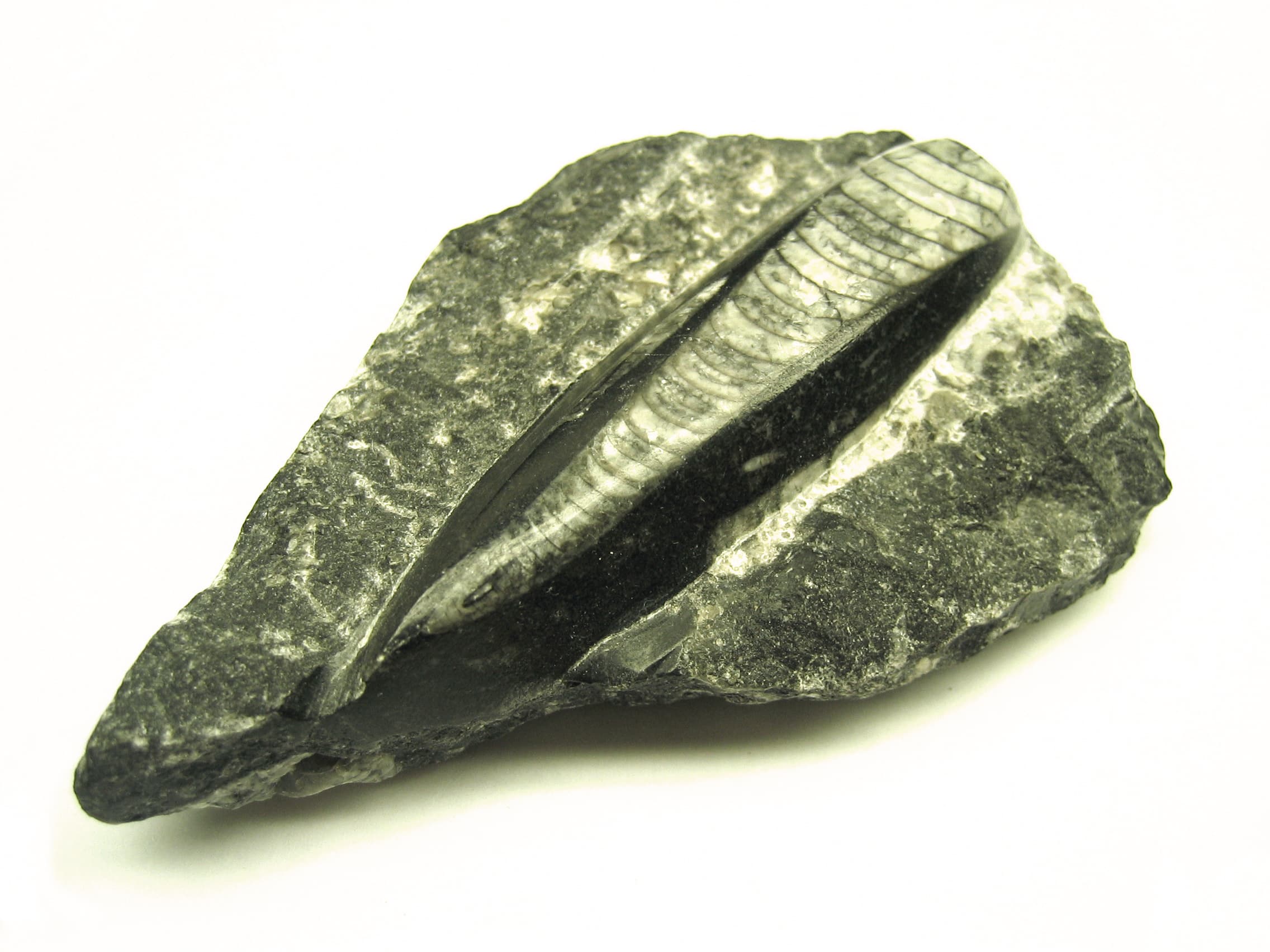 Orthoceras Fossil