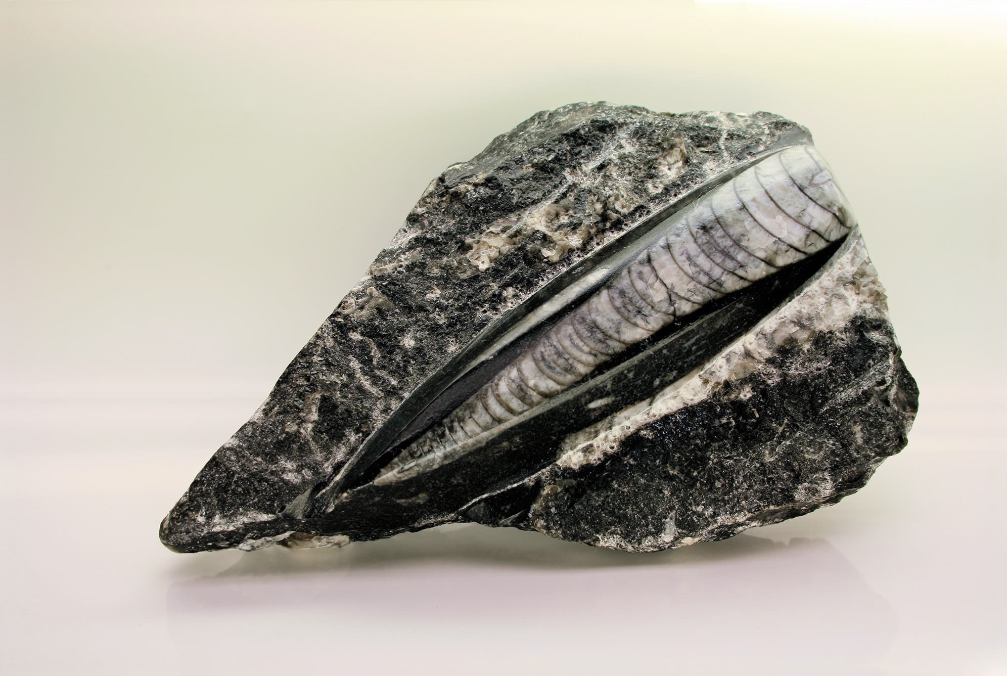 Orthoceras Fossil