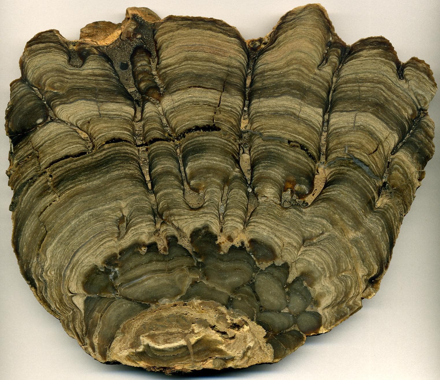Stromatolite