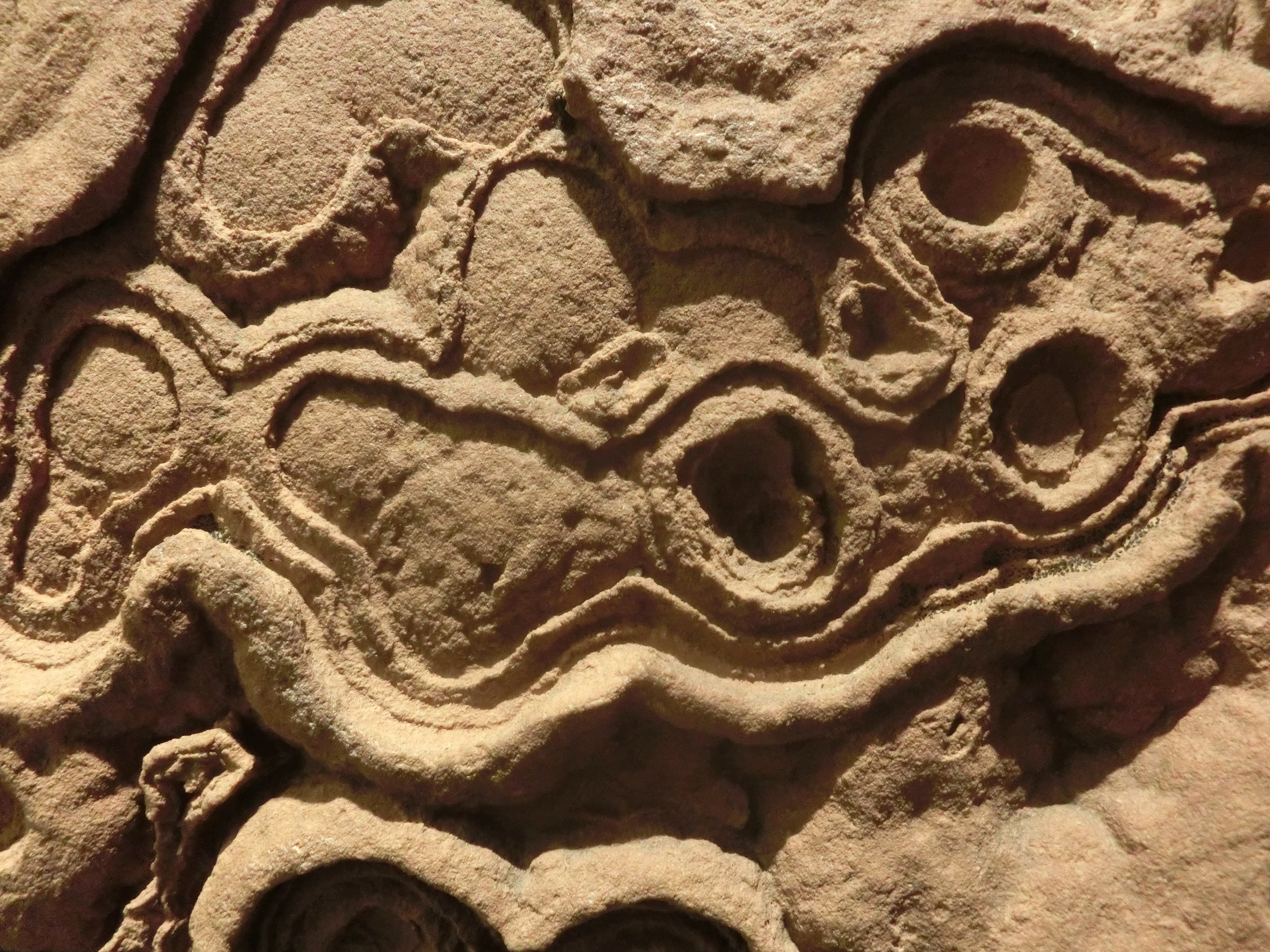 Stromatolite