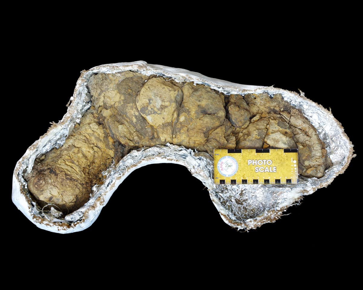 Coprolite