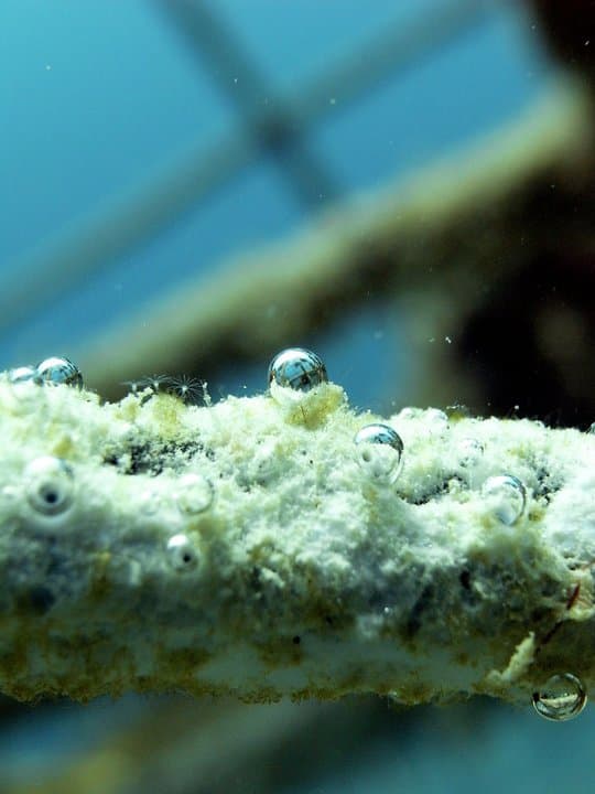 Biorock Structure