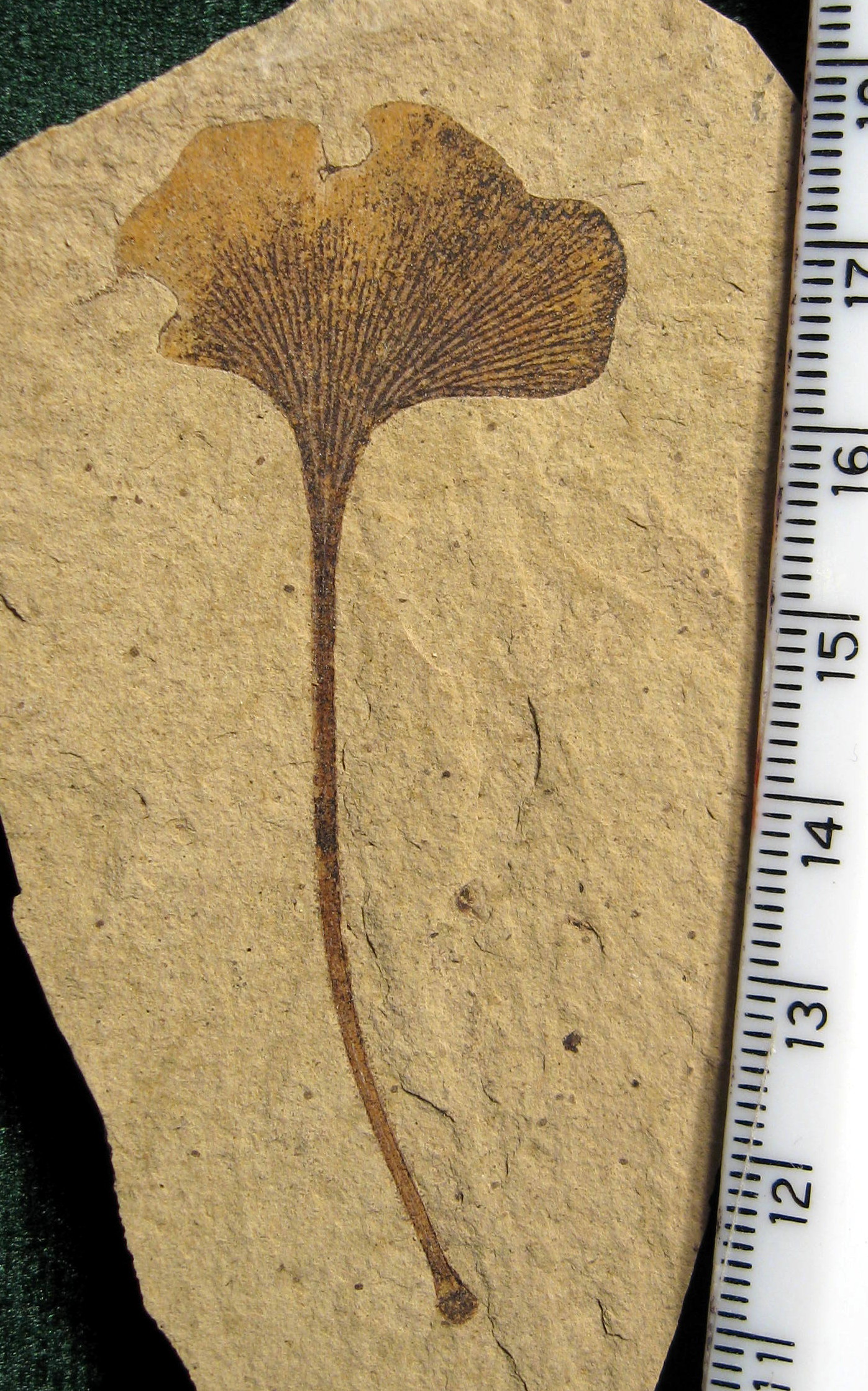 Ginkgo Fossil Leaf
