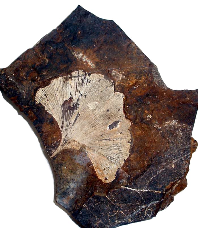Ginkgo Fossil Leaf