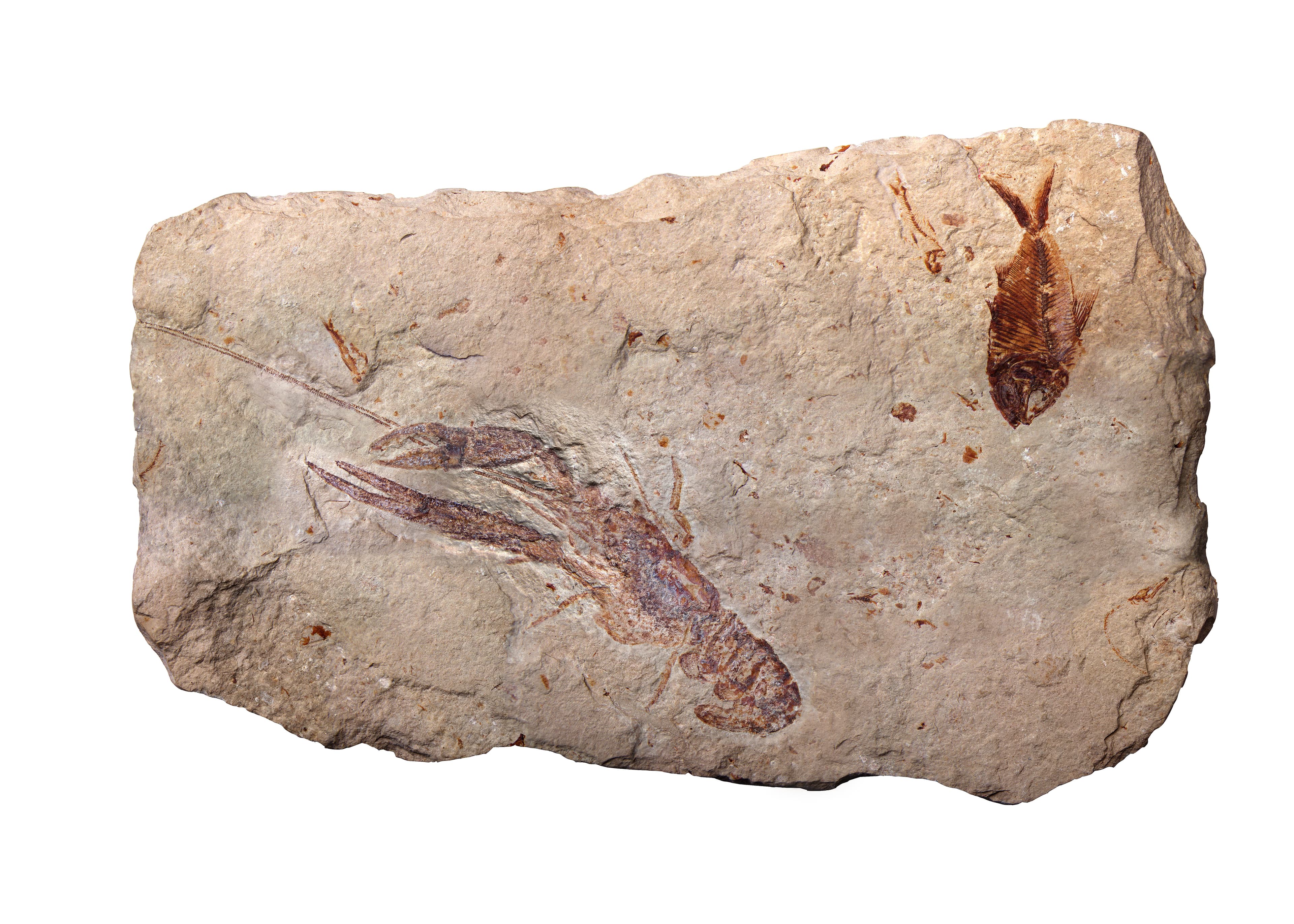 Fossil Fish