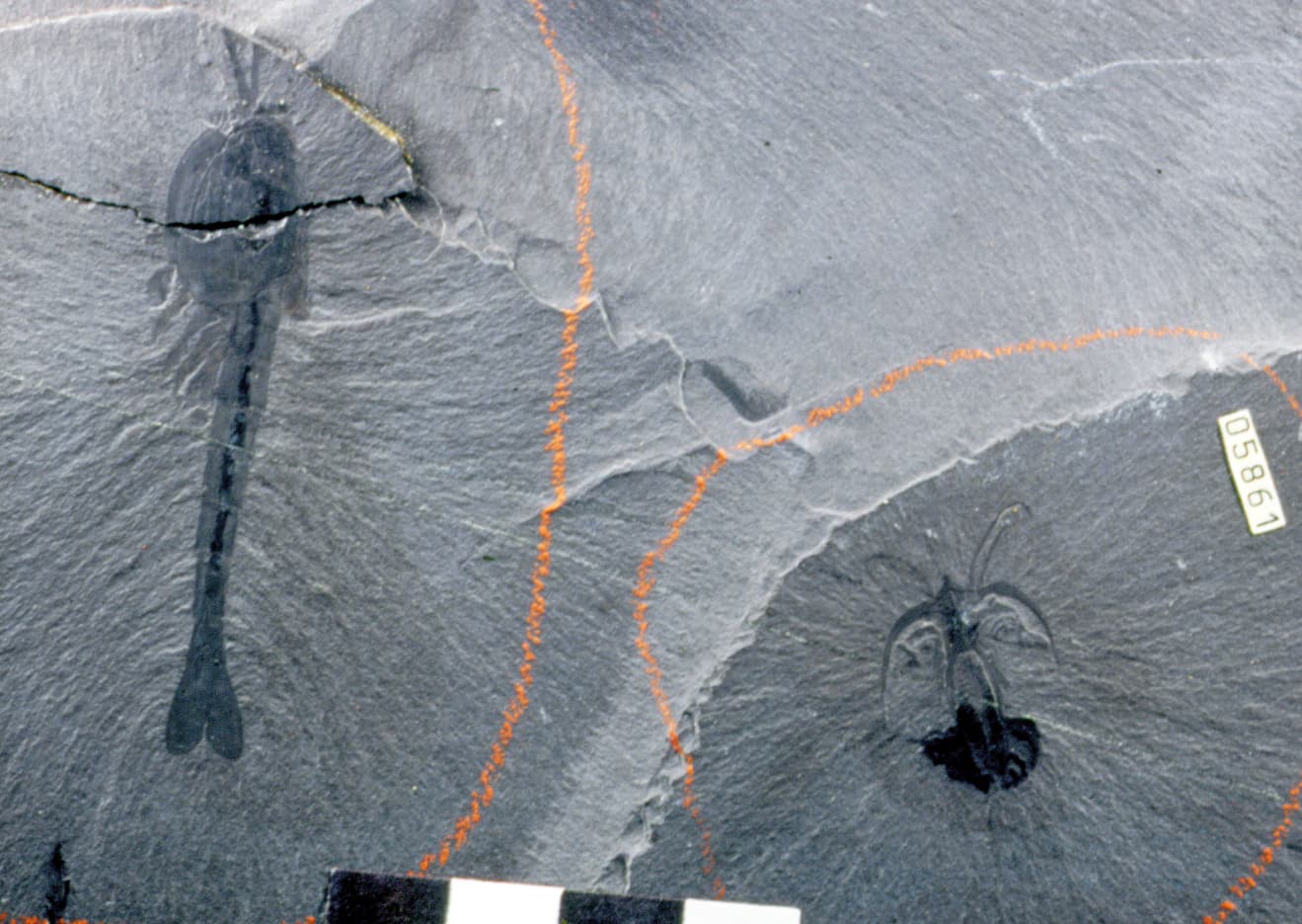 Burgess Shale Fossil
