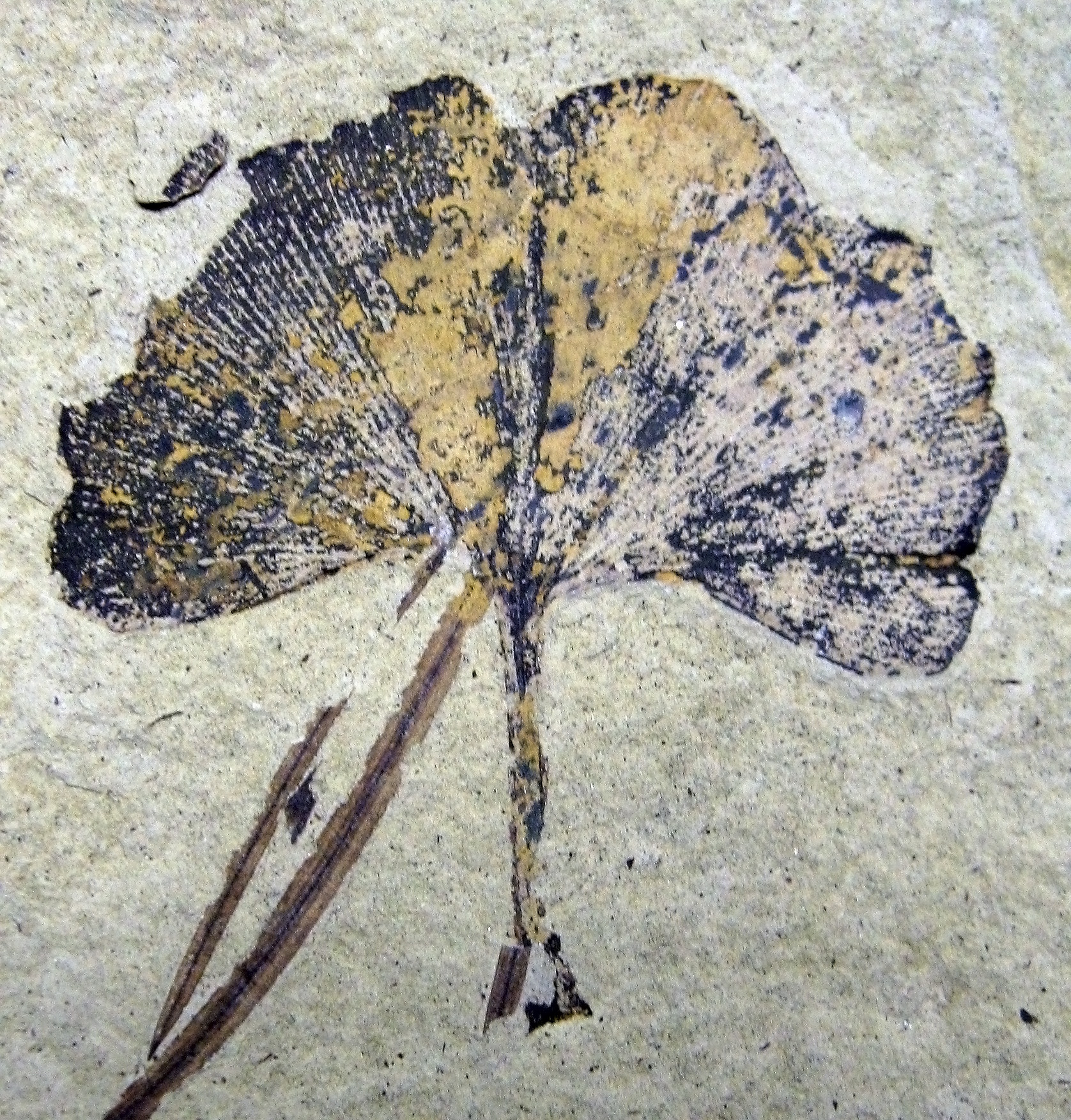 Ginkgo Fossil Leaf