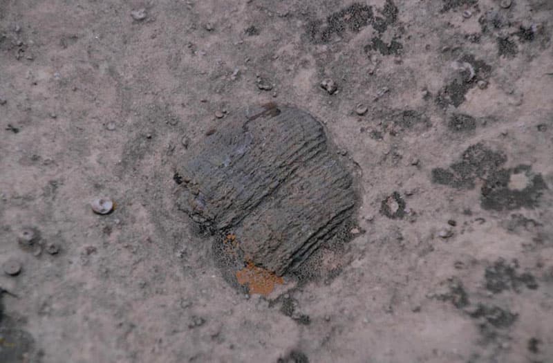 Crinoid Fossil