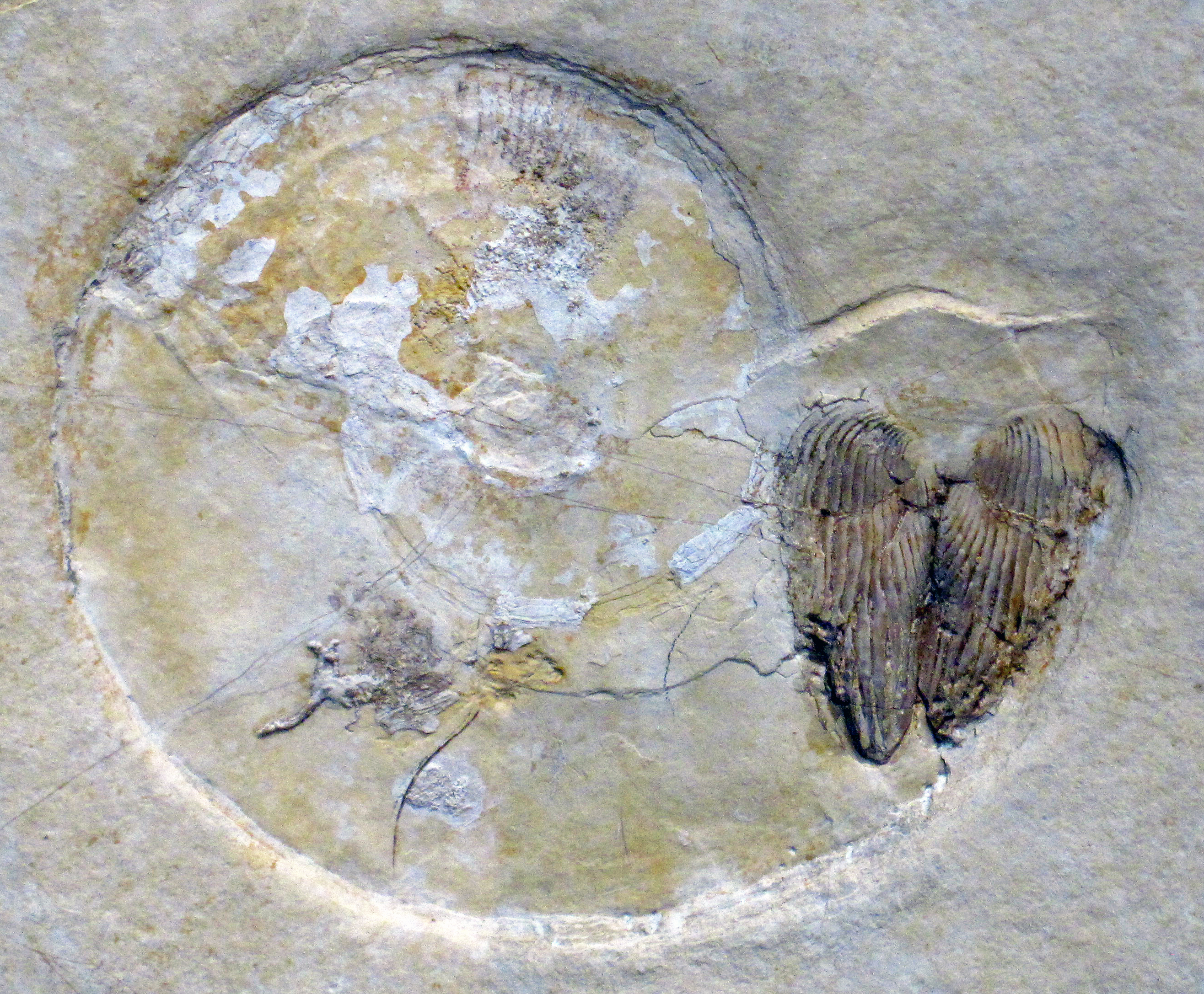 Ammonite Fossil