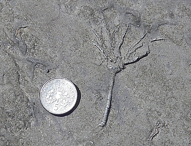 Crinoid Fossil