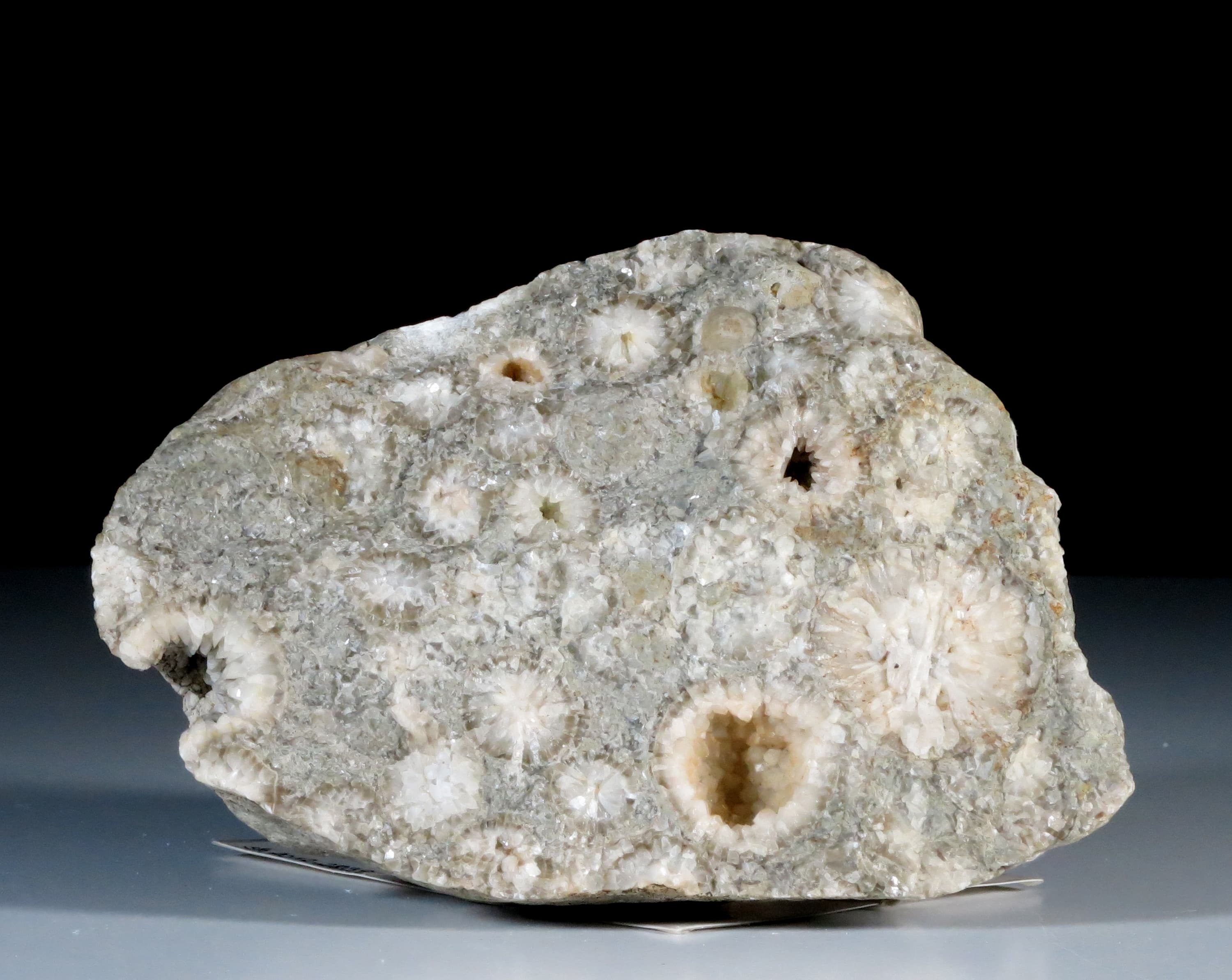 Echinosphäriten-Kalk (Echinosphaerites Limestone)