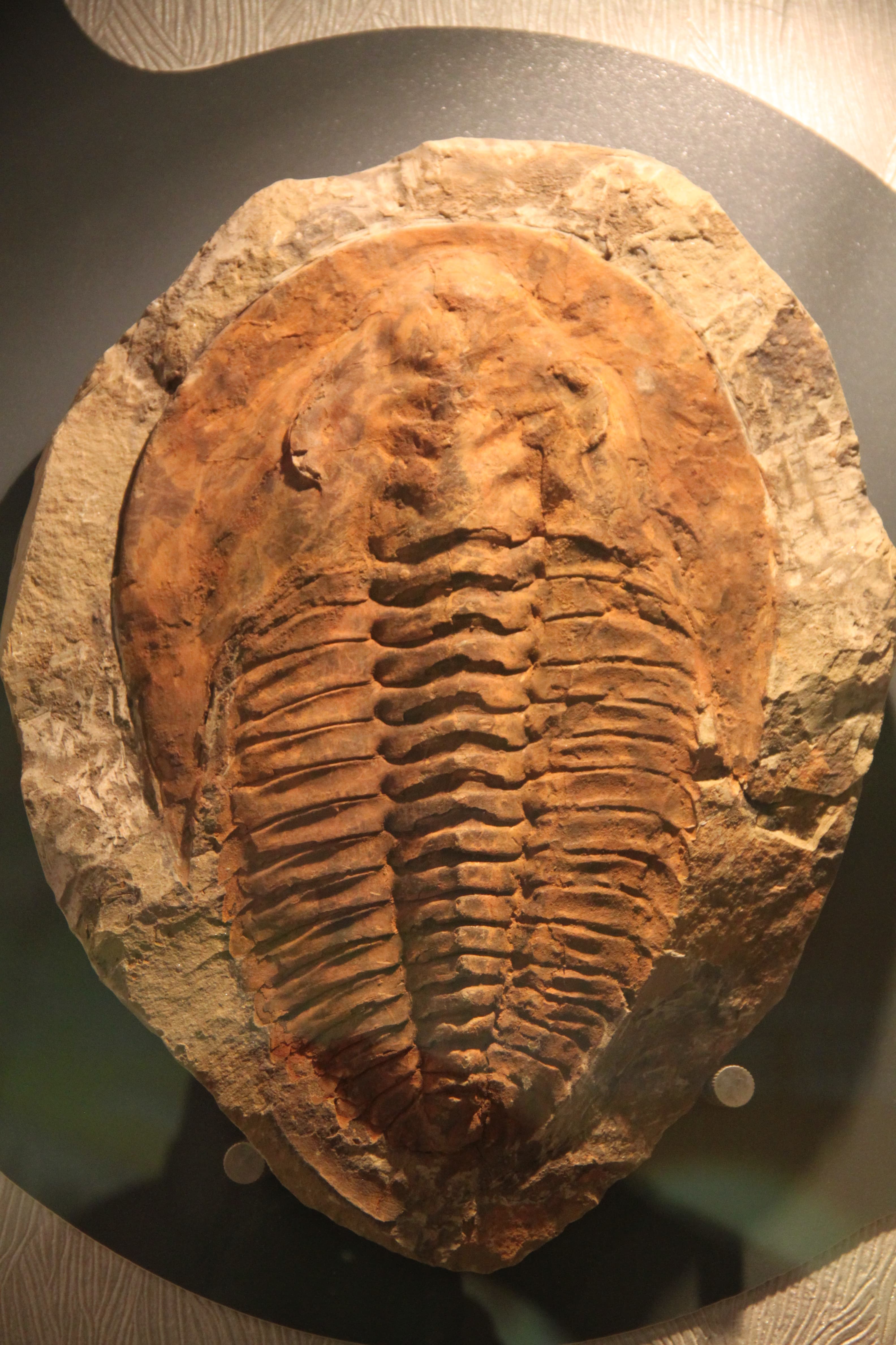 Trilobite Fossil