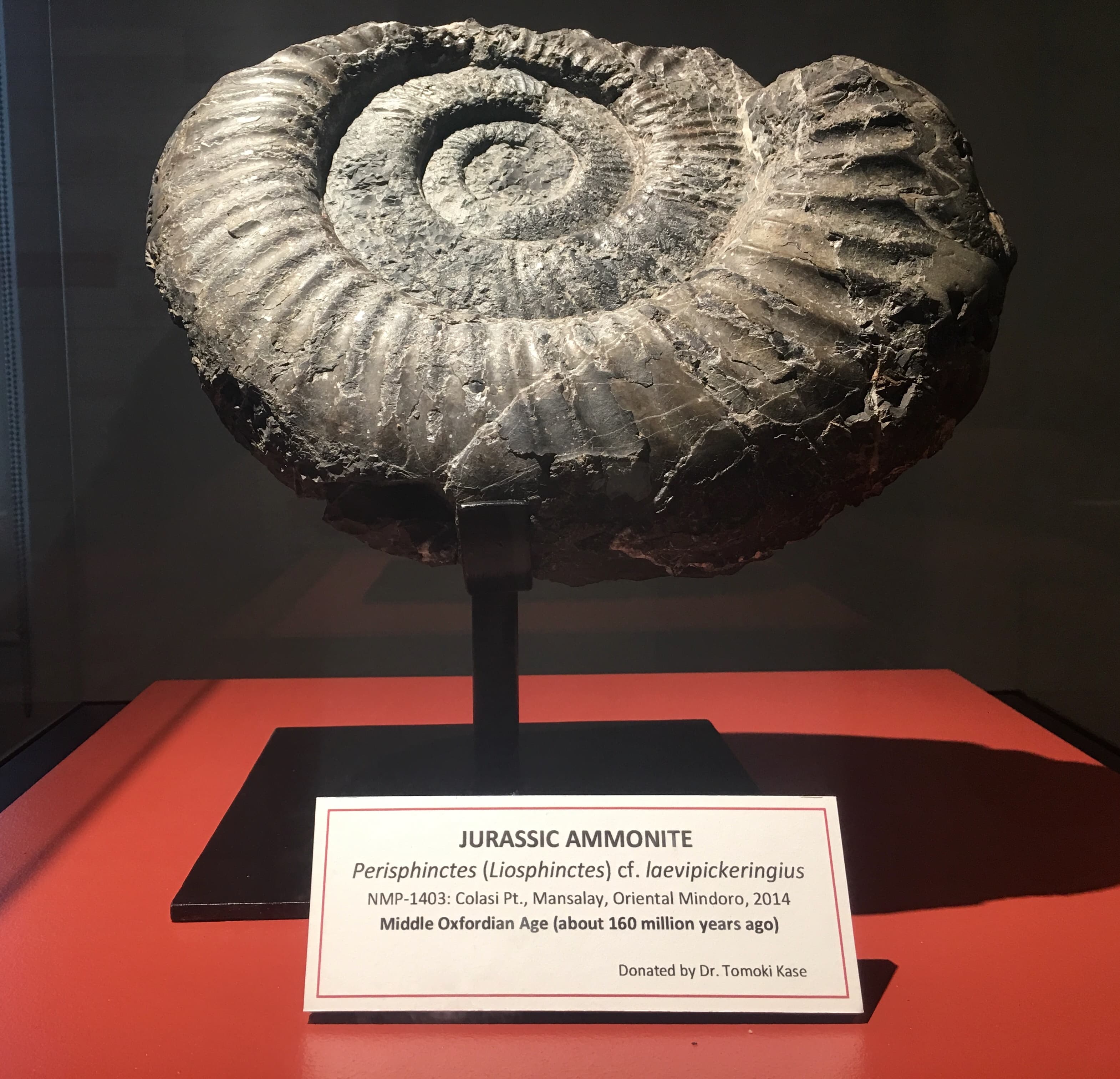 Ammonite Fossil