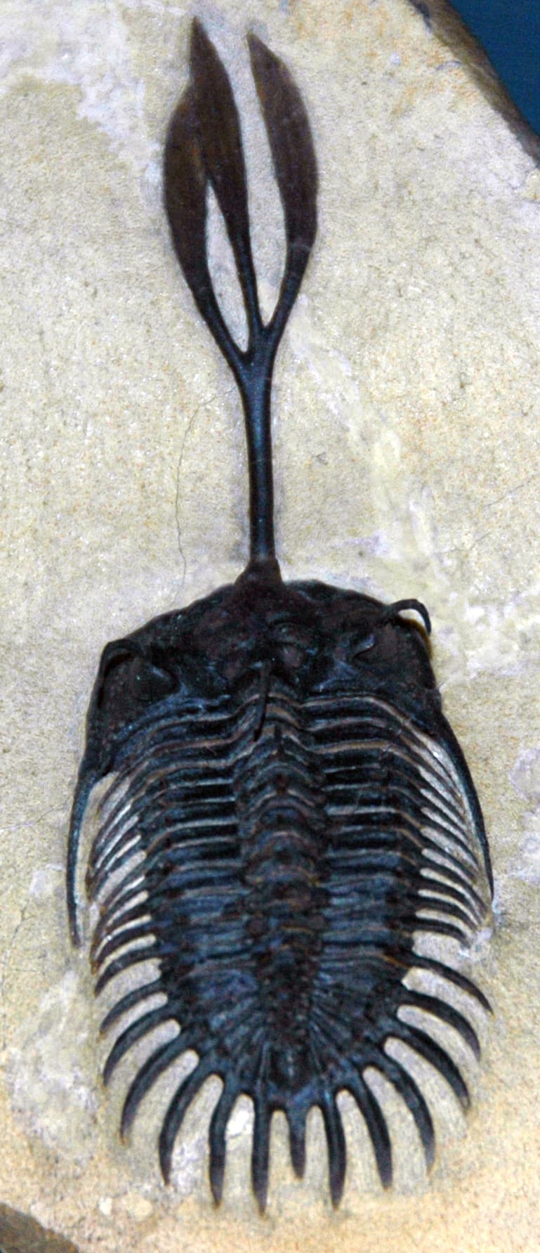 Trilobite Fossil (Walliserops trifurcatus)