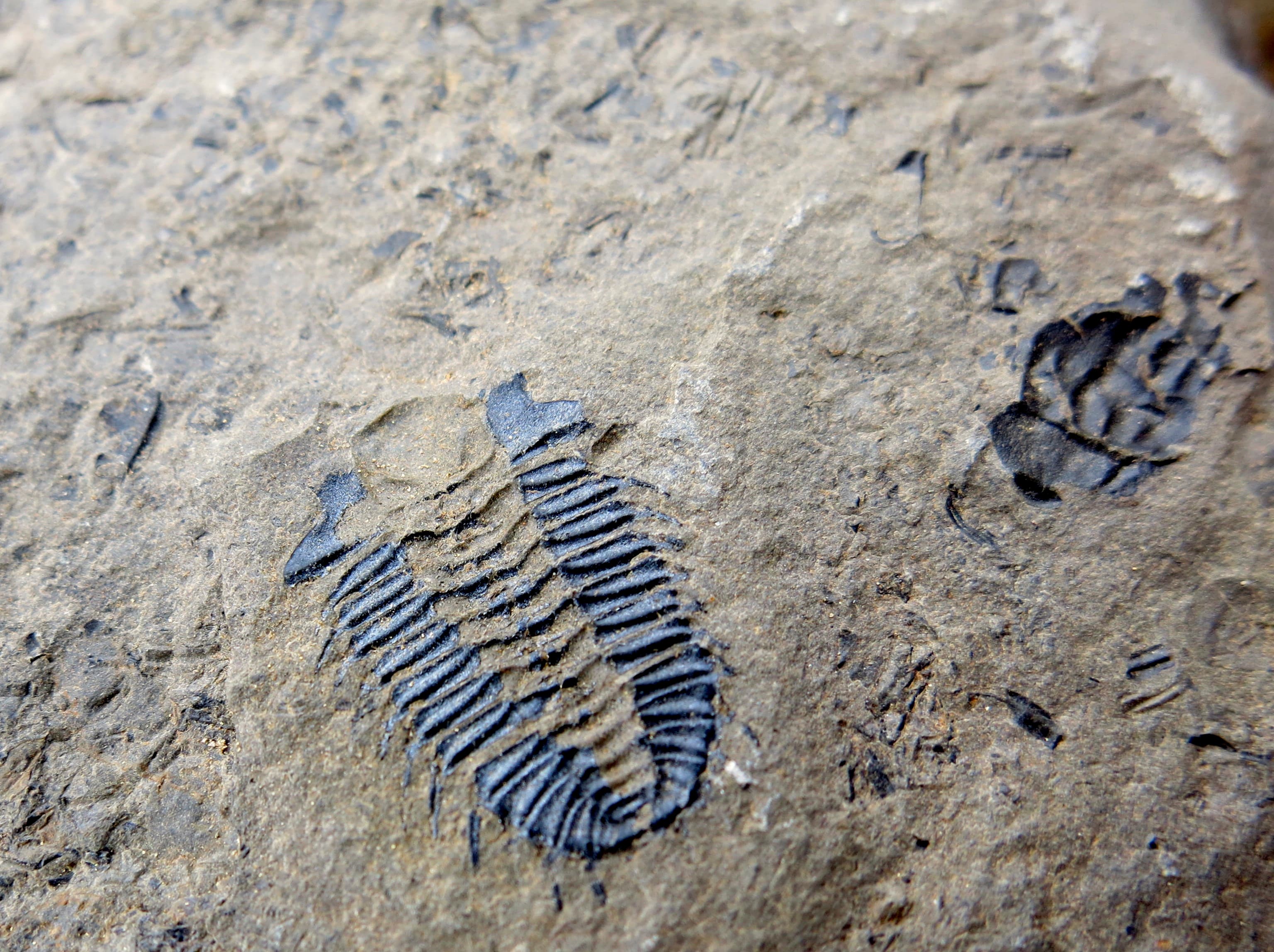 Burgess Shale Fossil