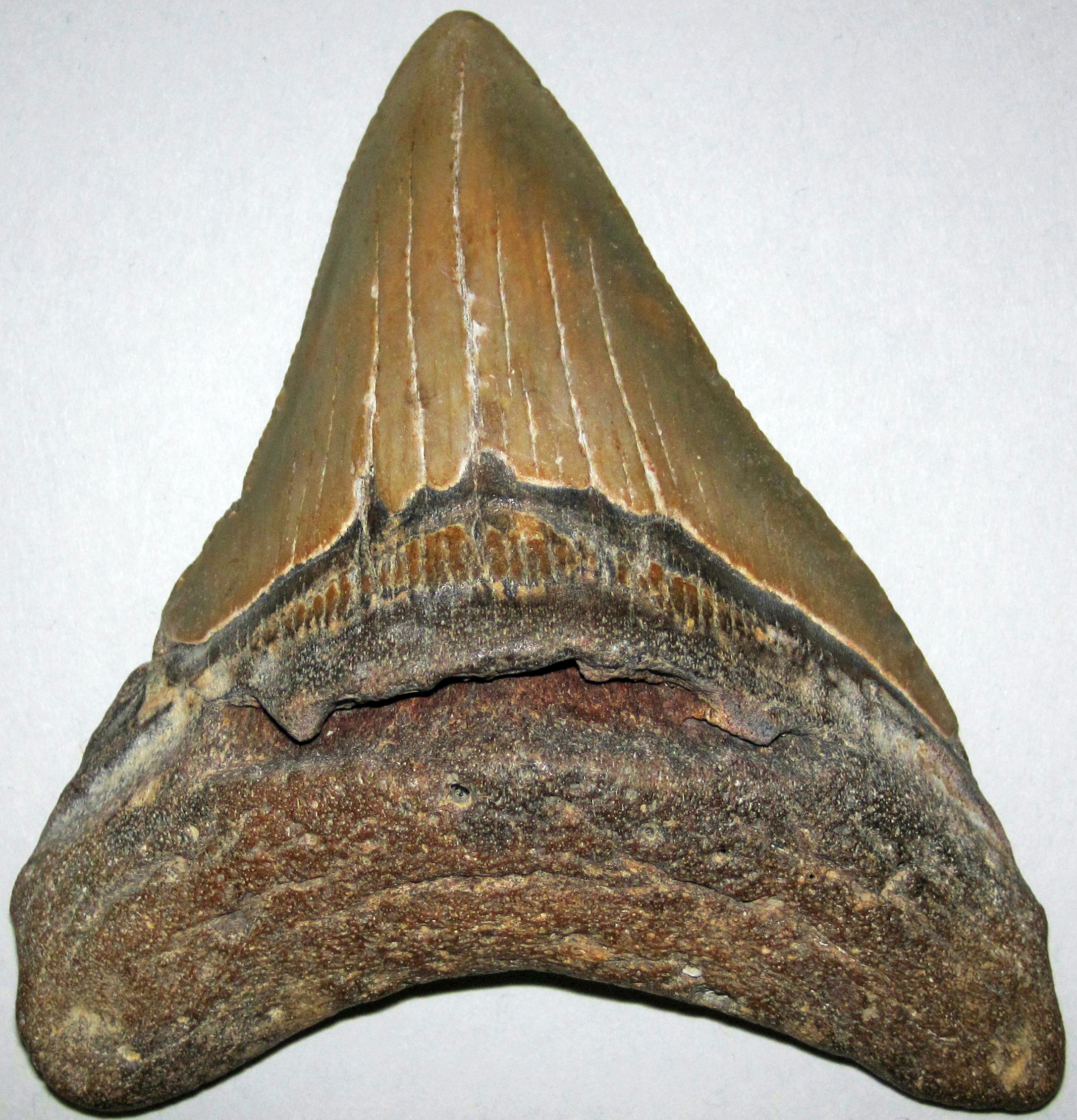 Megalodon Tooth