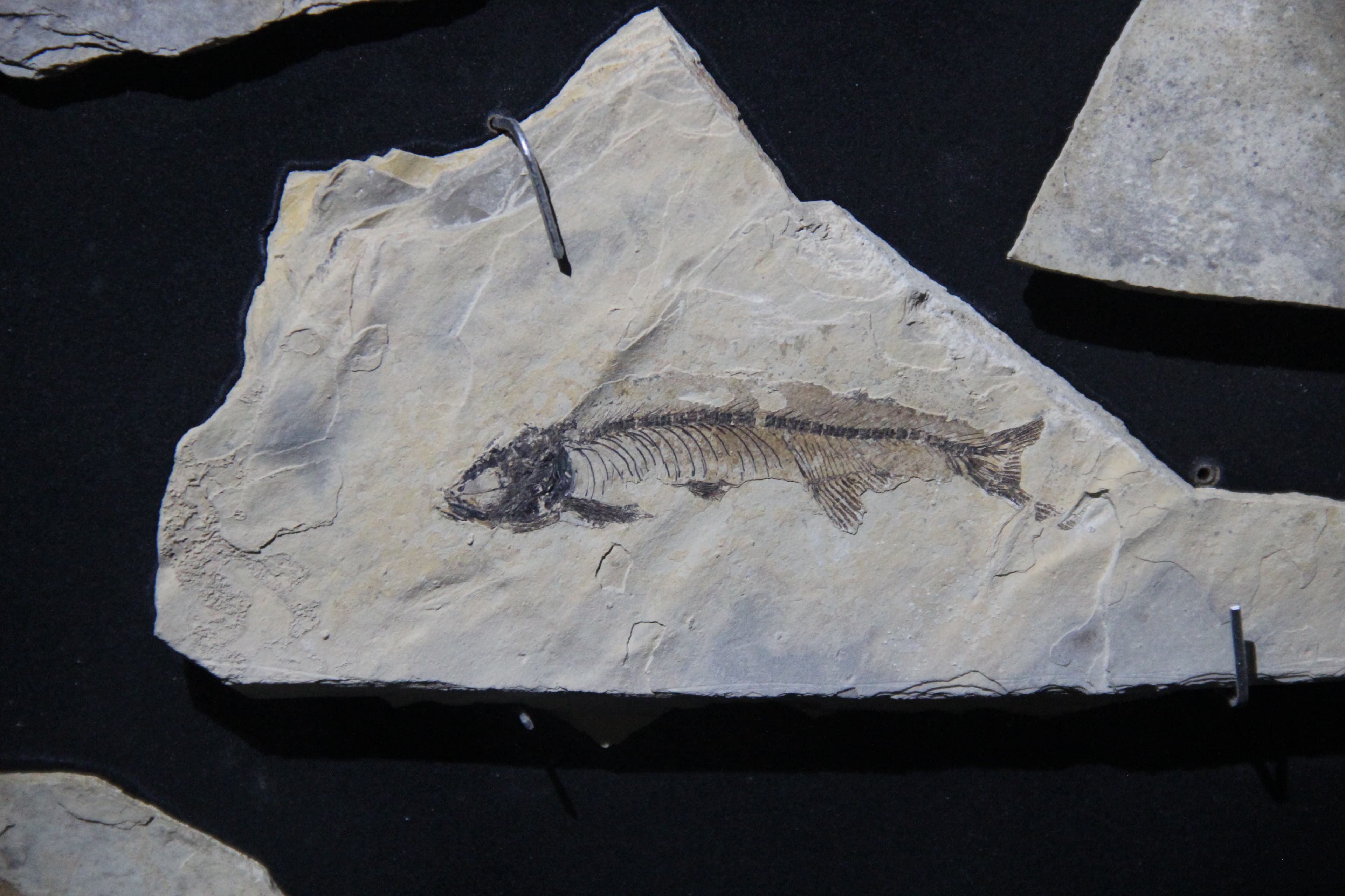 Fossil Fish
