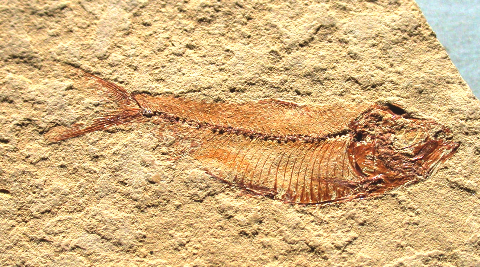 Knightia Fossil Fish