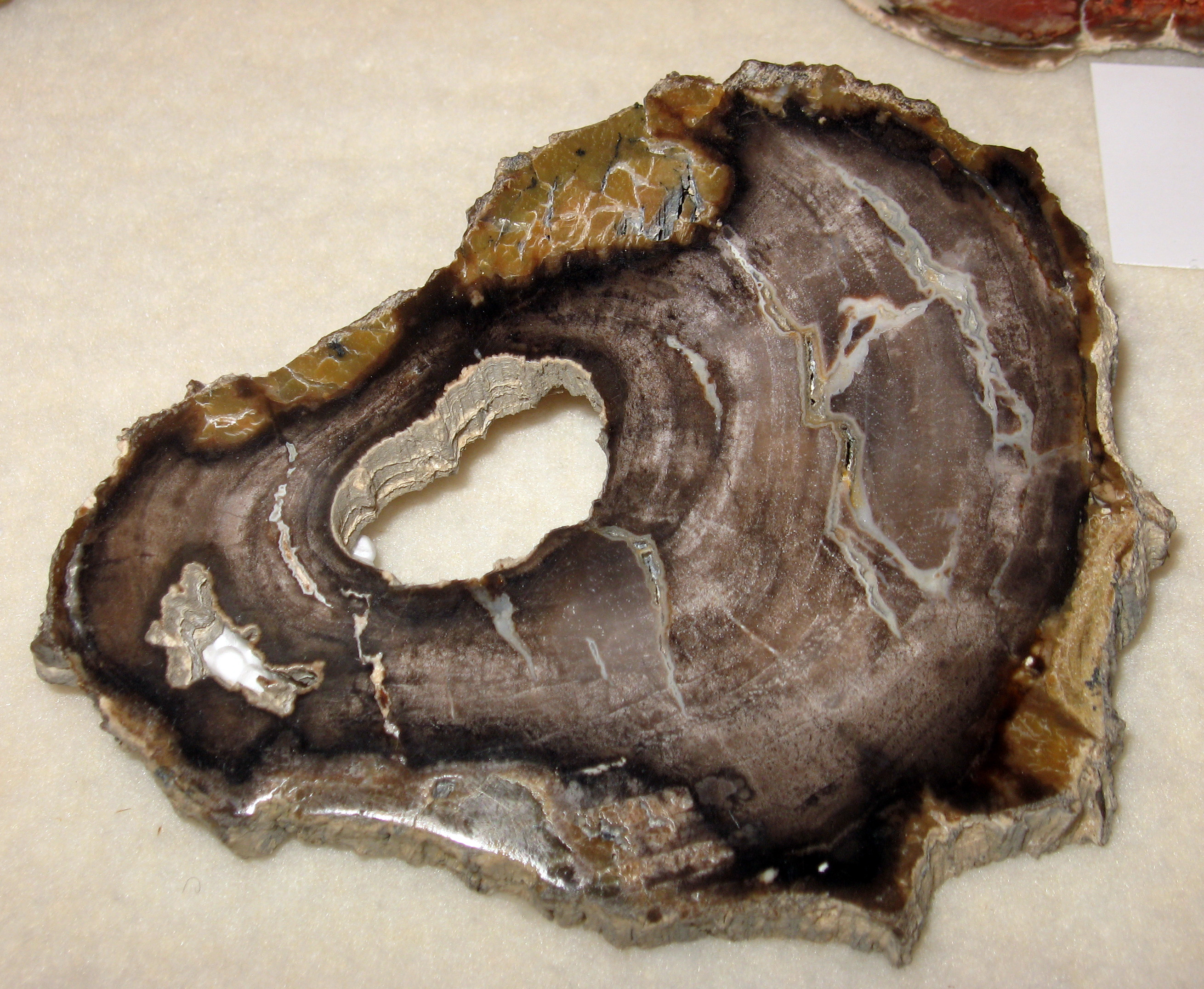Petrified Wood (Juglans species)