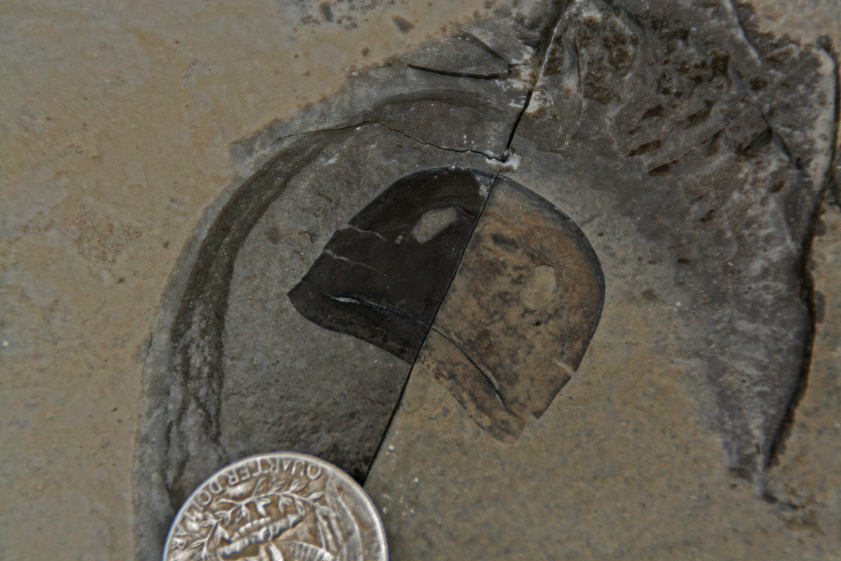 Eurypterid Fossil