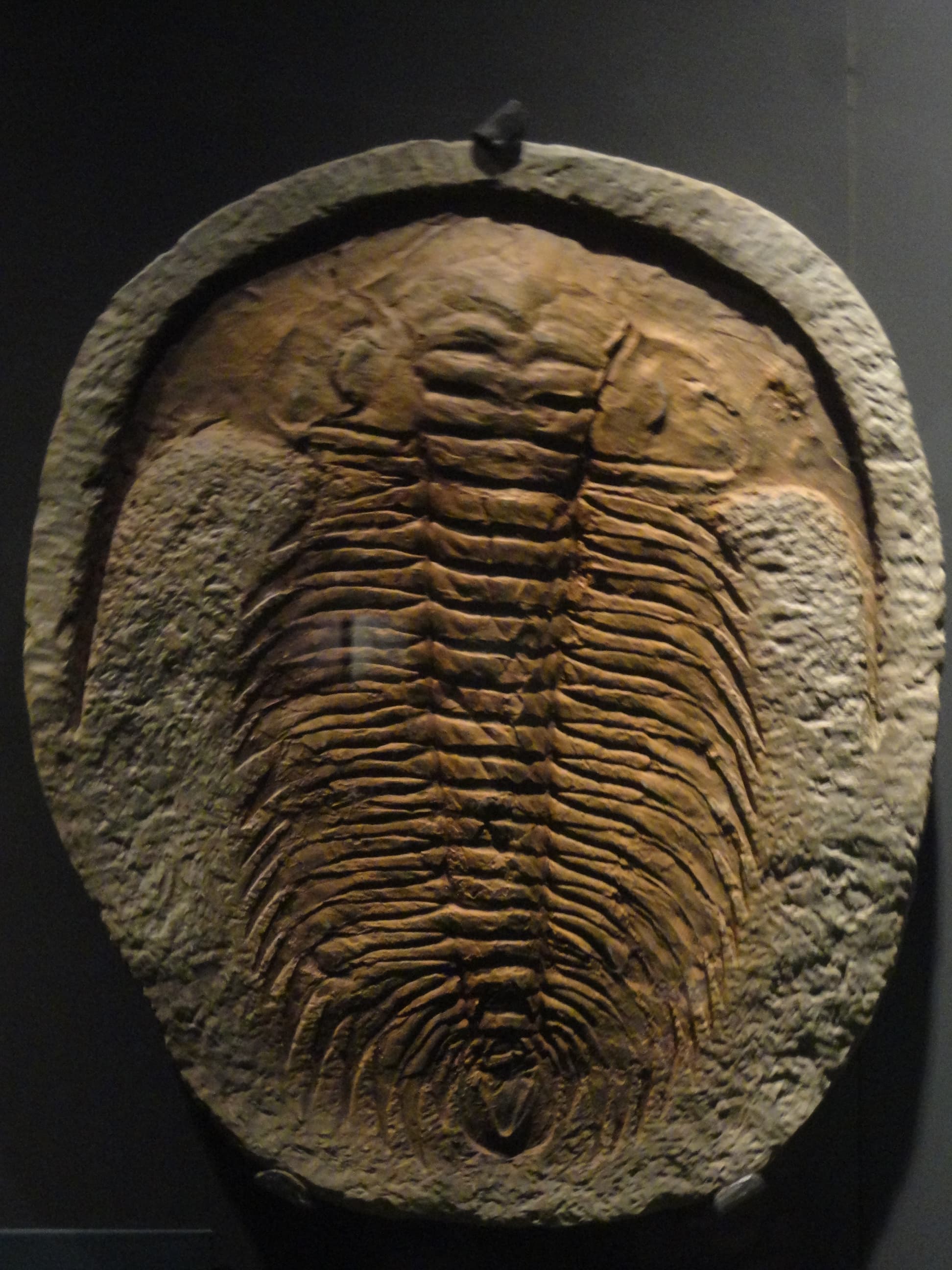 Trilobite Fossil