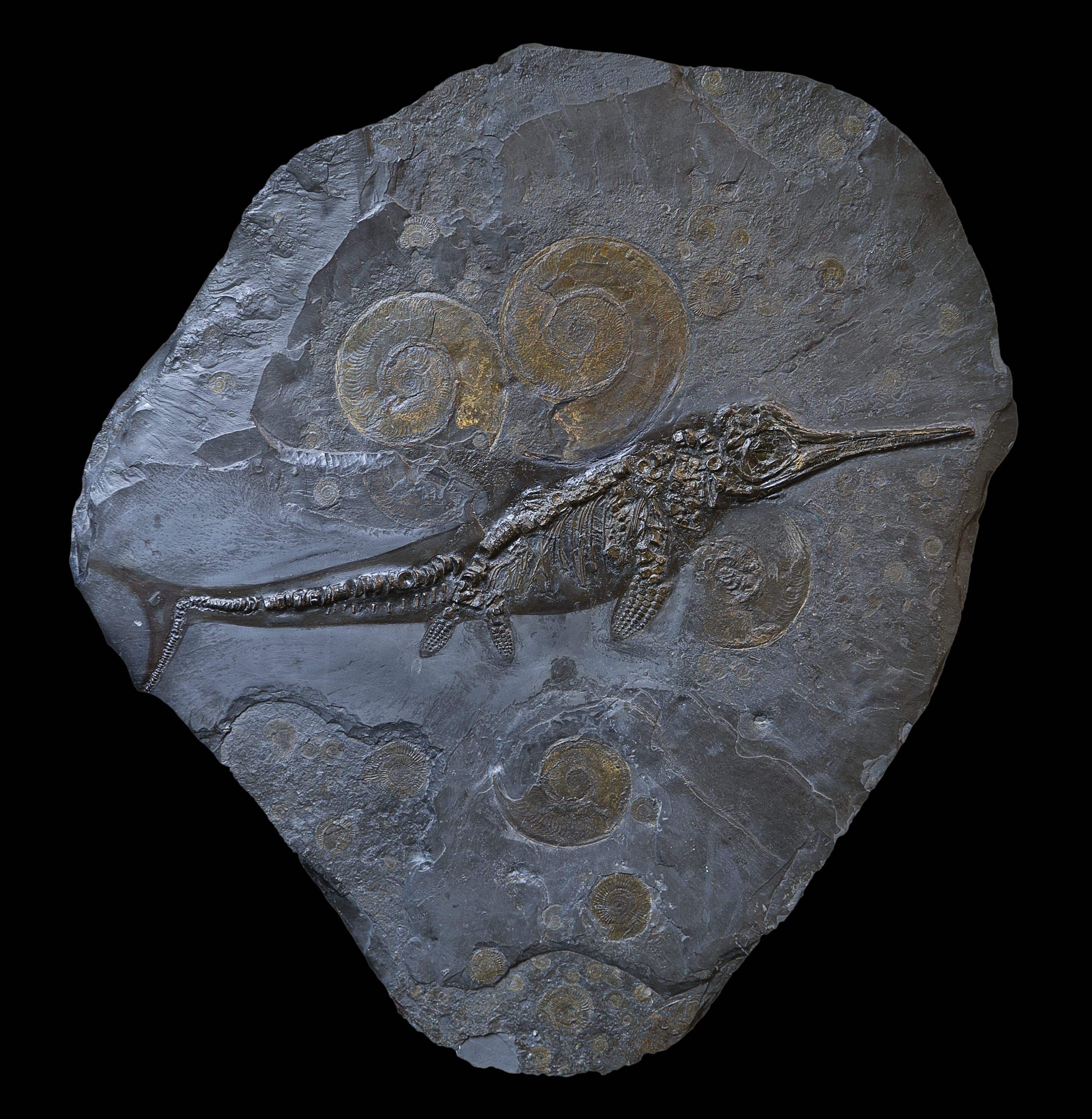 Ichthyosaur Fossil