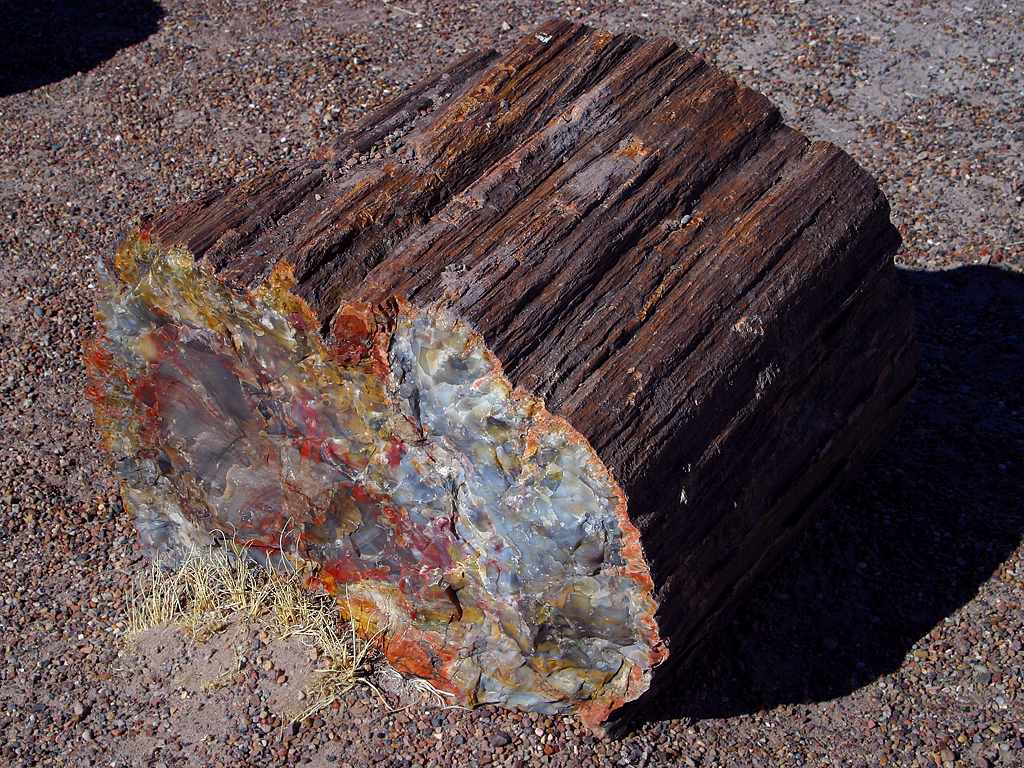 Petrified Wood
